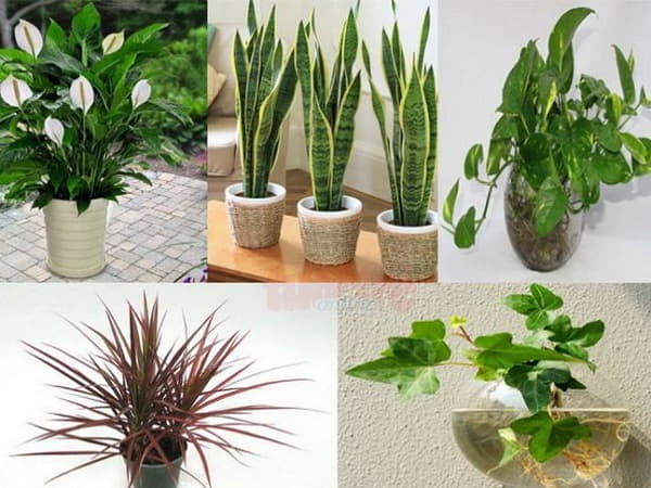 Cây xanh trong phong thủy nhà ở – biểu tượng của sinh khí