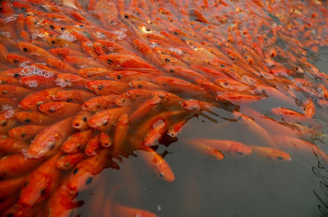 van-khan-ong-cong-ong-tao-ngay-23-thang-chap