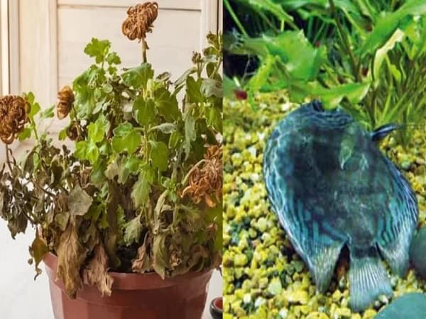 Cây xanh và cá cảnh trong nhà liên tục chết là điềm báo phong thủy cảnh báo