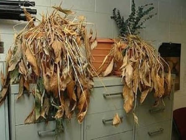 Để cây khô, chết trong nhà