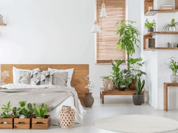 Trồng nhiều cây và hoa trong phòng