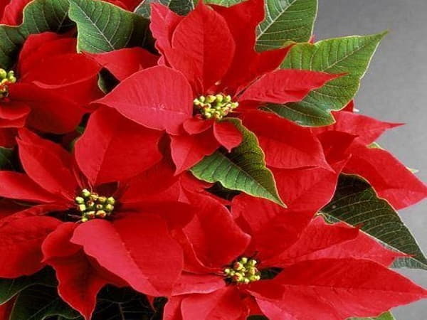 Cây phong thủy hợp tuổi Canh Tý 1960