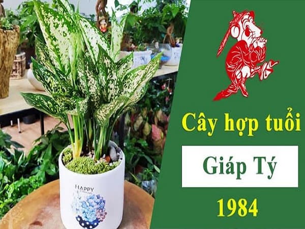 Chọn cây phong thủy cho người Giáp Tý 1984