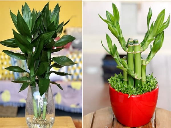 Cây phong thủy để bàn tuổi Mão: Cây phát tài