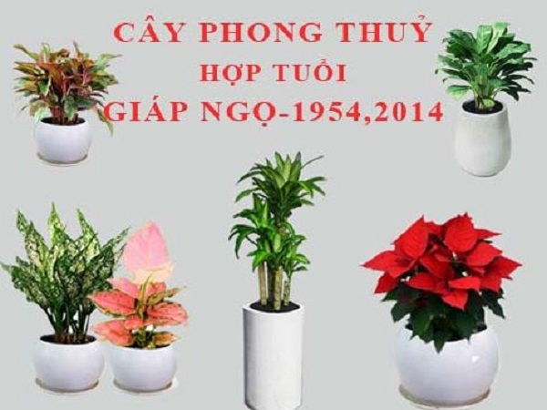 Cây phong thủy hợp tuổi Giáp Ngọ 1954