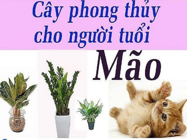 Đặc điểm người tuổi Mão và mệnh ngũ hành