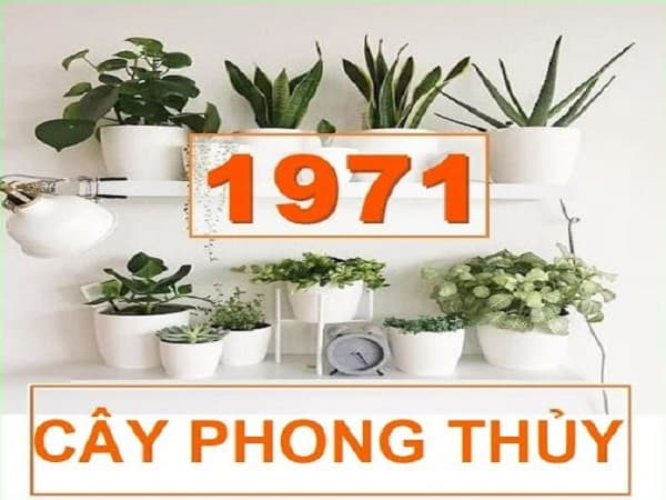 Cây phong thủy hợp tuổi Tân Hợi 1971