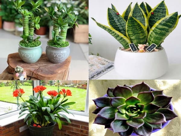 Cây phong thủy tuổi Bính Thìn 1976