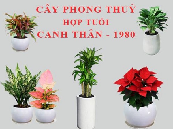 Cây phong thủy cho tuổi Canh Thân 1980