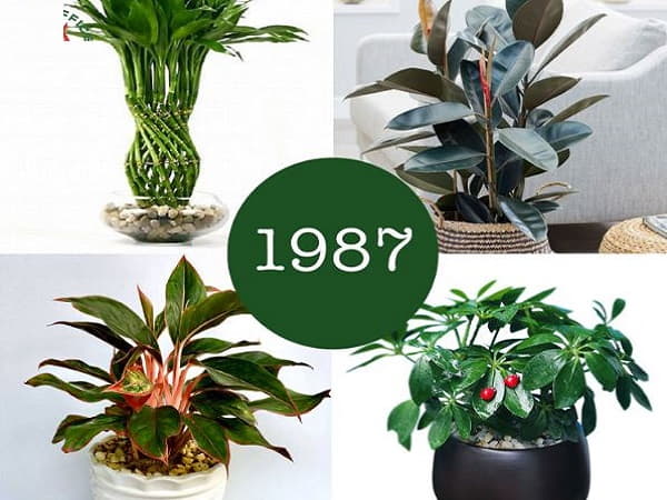 Cây phong thủy tuổi Đinh Mão 1987