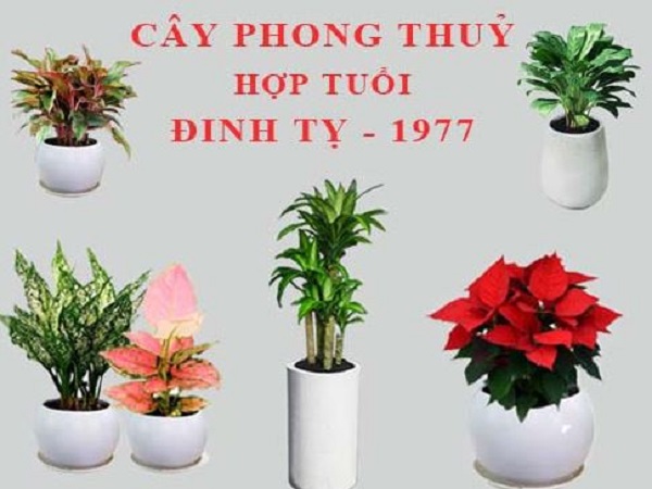Chọn cây cảnh phong thủy cho người tuổi Đinh Tỵ 1977