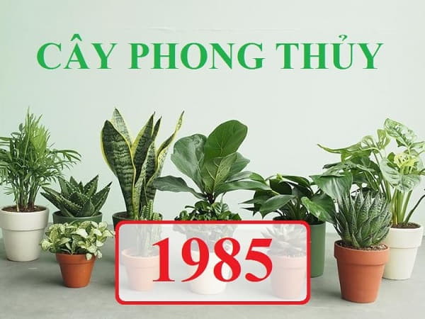Chọn cây phong thủy tuổi Ất Sửu 1985
