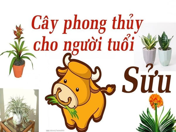 Tuổi Sửu và ngũ hành phong thủy