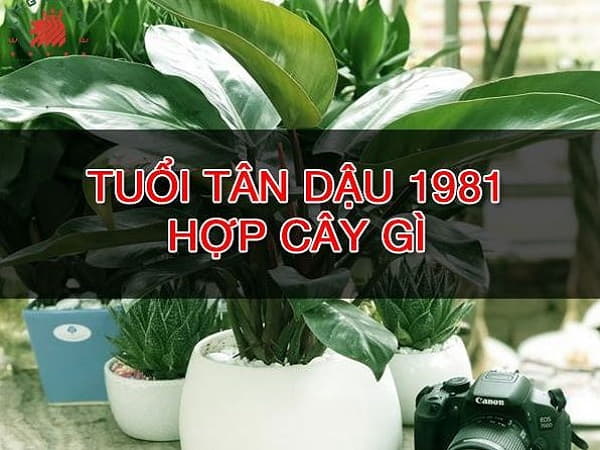 Cây phong thủy tuổi Tân Dậu 1981 – mệnh Mộc