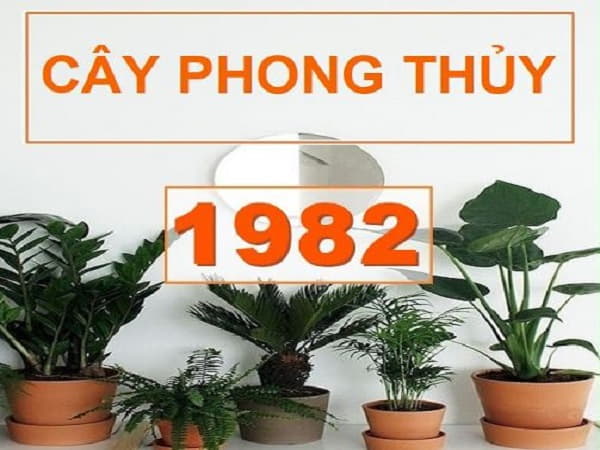 Cây phong thủy hợp tuổi Nhâm Tuất 1982 – mệnh Thủy