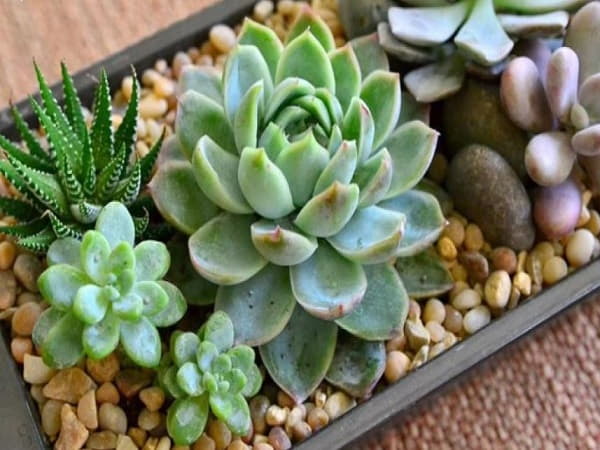 Cây phong thủy tuổi Dậu: Cây sen đá