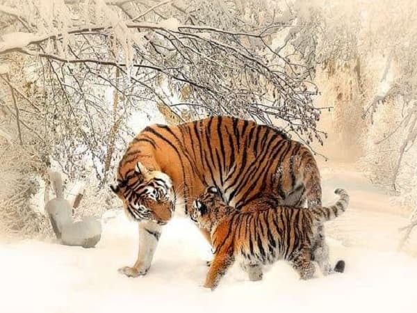 Đặc điểm phong thủy người tuổi Dần