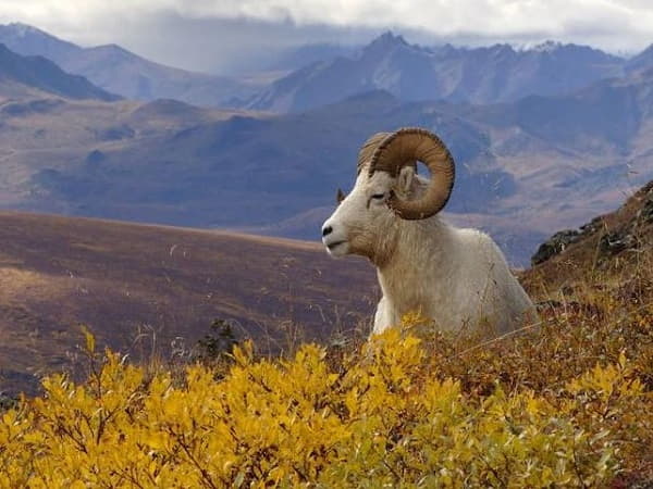 Đặc điểm phong thủy người tuổi Mùi