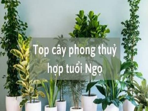 Đặc điểm phong thủy người tuổi Ngọ