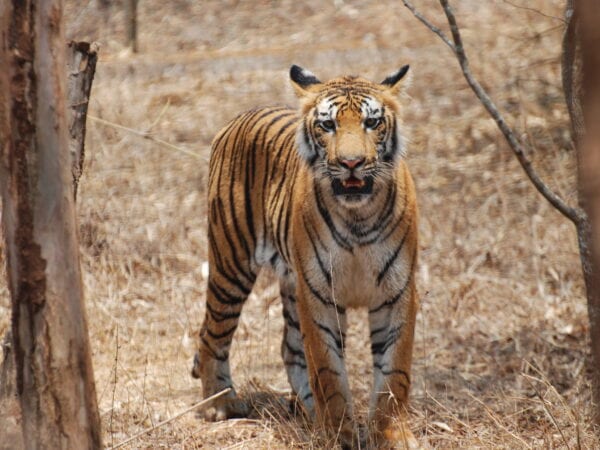 Nằm mơ thấy con hổ đánh xổ số con gì dễ trúng