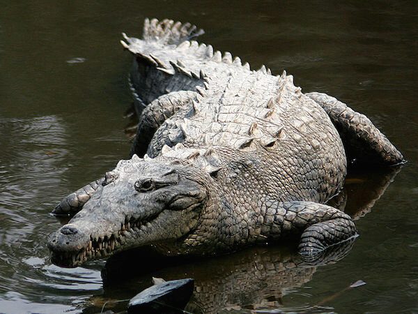 Mơ thấy cá sấu điềm báo gì?