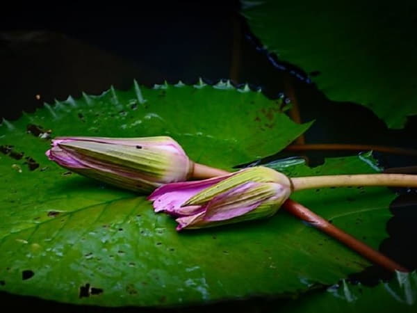Mơ thấy hoa súng tàn úa