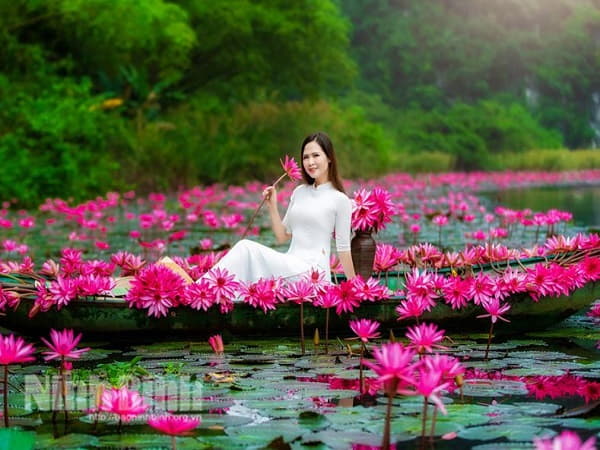 Mộng thấy mình bơi giữa đầm hoa súng
