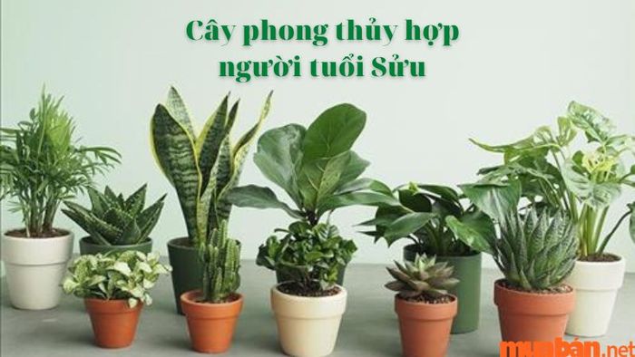 Người sinh năm 1985 thuộc mệnh gì?