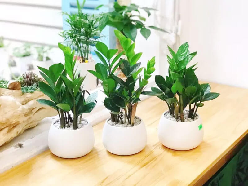 Cây Kim Tiền – Cây chiêu tài cực mạnh cho người tuổi Ất Sửu