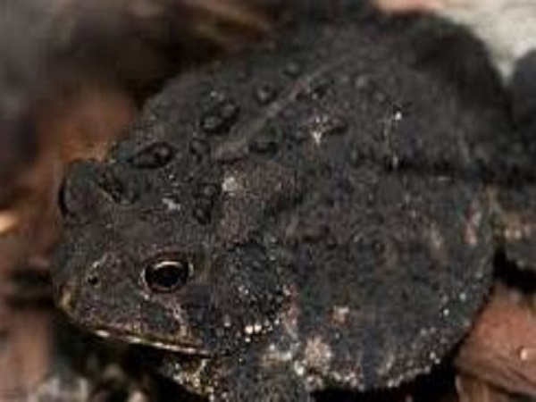 Góc nhìn khoa học khi cóc vào nhà kêu