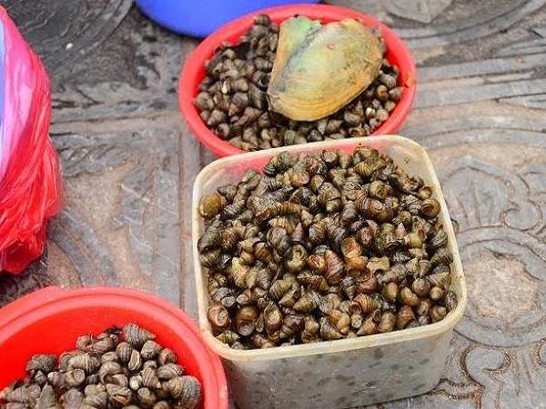 Văn khấn phóng sinh ốc đơn giản, dễ đọc