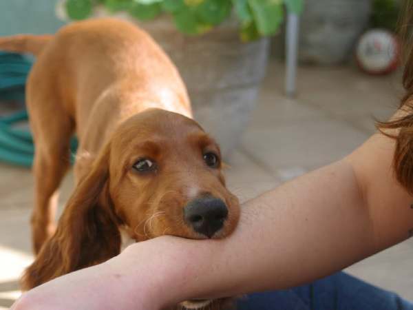 Mẹo biến nguy thành an khi mộng mị thấy bị chó cắn