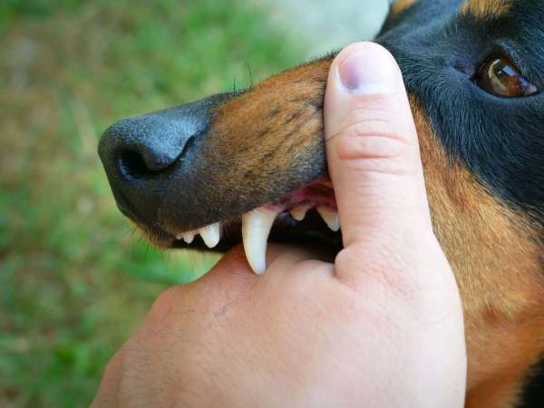 Nằm mơ thấy bị chó cắn tay