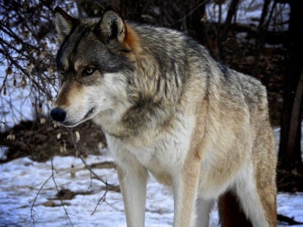 Giải mã nằm mơ thấy chó sói đánh con gì, số mấy may mắn?