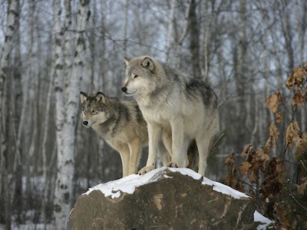 Giải mã chi tiết nằm mơ thấy chó sói có số nào phát tài?